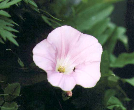 �q���K�I�̉�