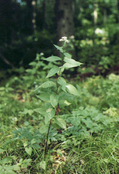 �q���h���o�i