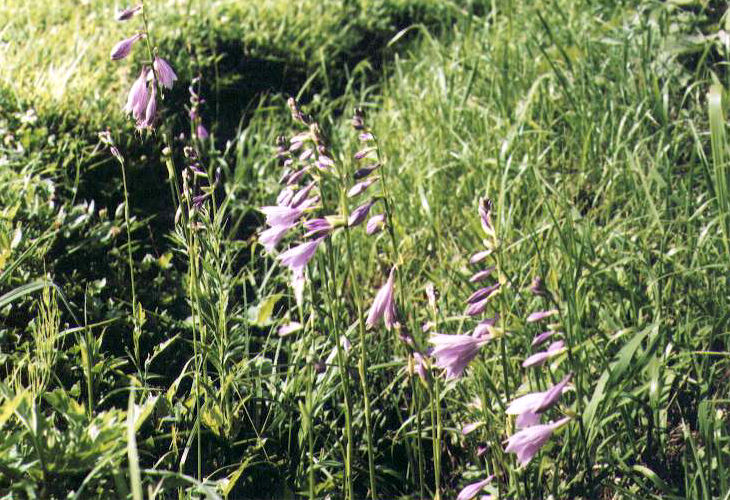 �R�o�M�{�E�V