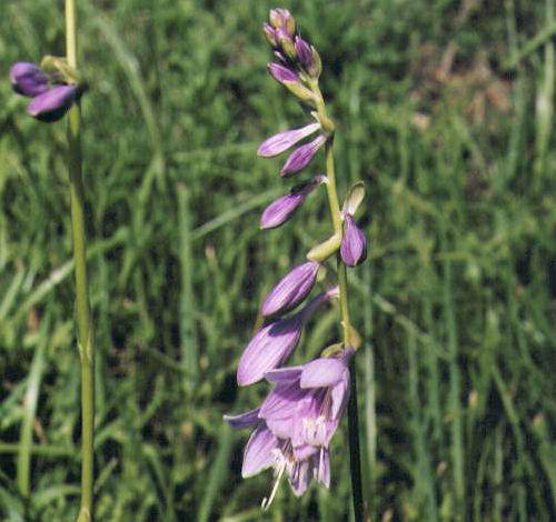 �R�o�M�{�E�V�̉�