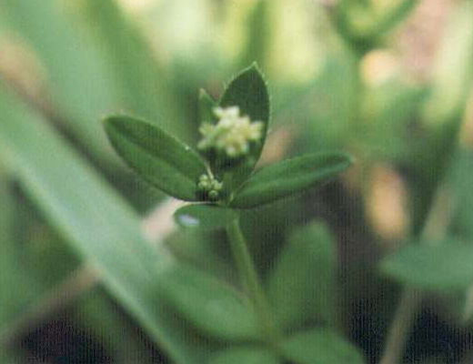 �R�o�m���c�o���O���̉�