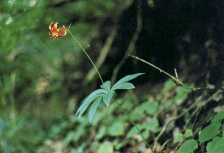 �N���}����