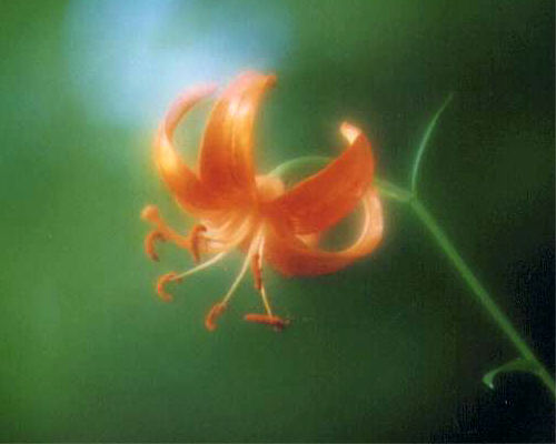 �N���}�����̉�