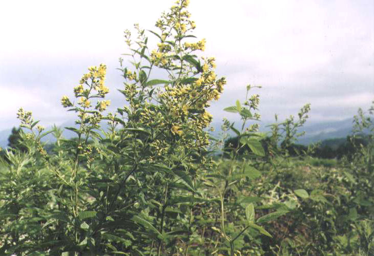 �N�T���_�}