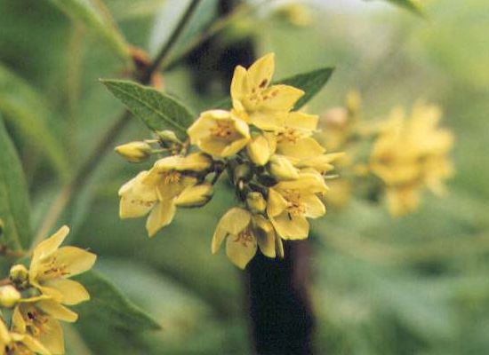 �N�T���_�}�̉�