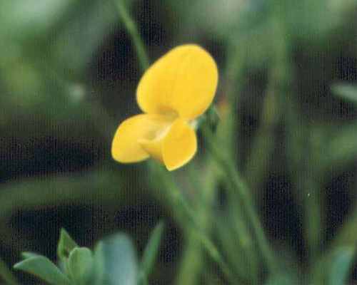 �~���R�O�T�̉�