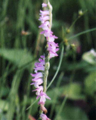 �l�W�o�i�̉�