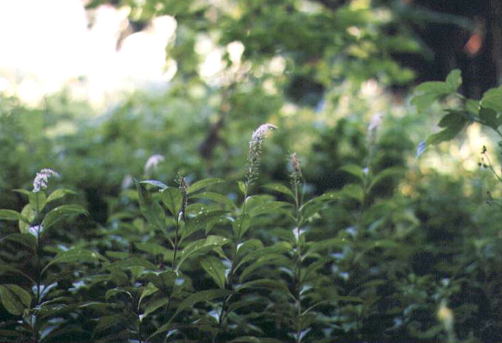 �I�J�g���m�I