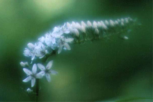 �I�J�g���m�I�̉�