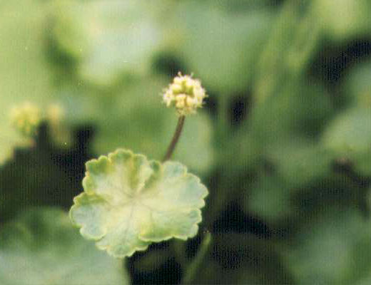 �I�I�`�h���̉�