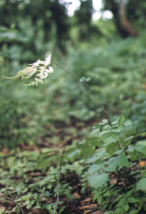 �g���A�V�V���E�}