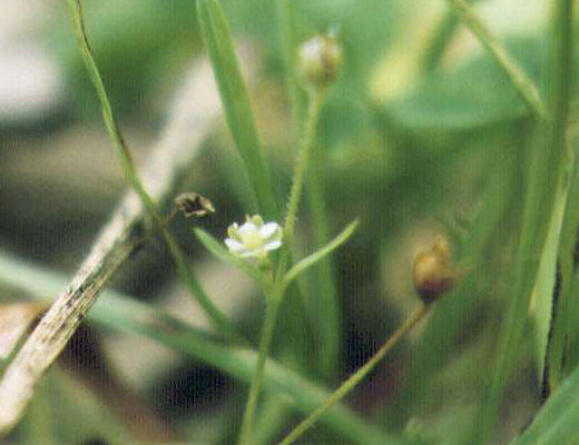 �c���N�T�̉�