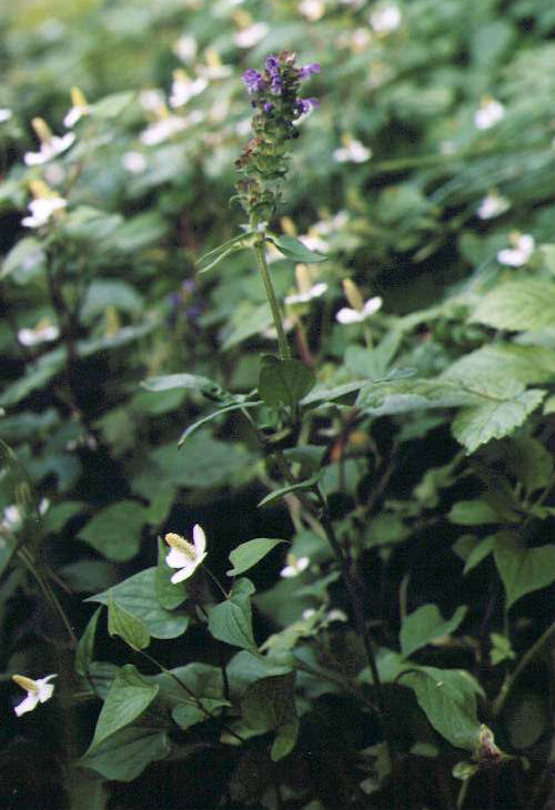 �E�c�{�O�T