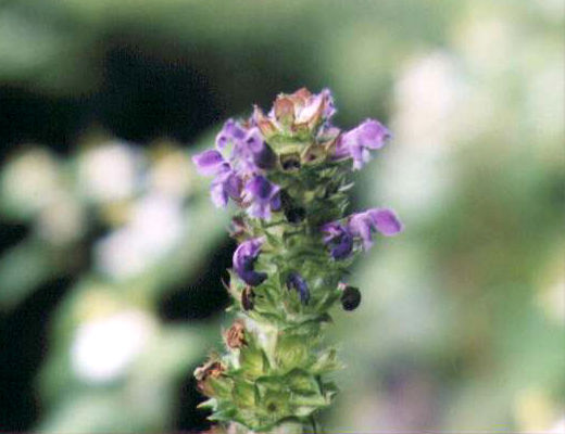 �E�c�{�O�T�̉�