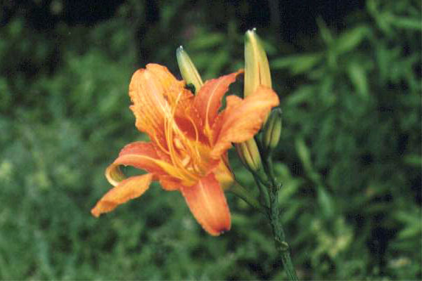 ���u�J���]�E�̉�