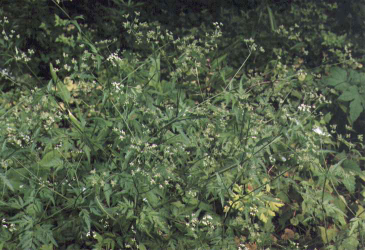 ���u�W���~