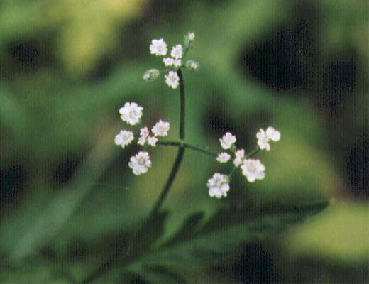 ���u�W���~�̉�