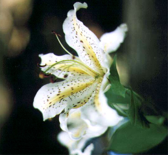 ���}�����̉�