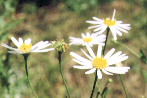 ���E�K�M�N�̉�