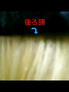dp160.jpg